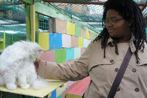 White long hair cats.jpg